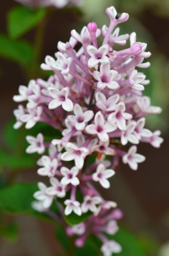 Zwergflieder Syringa meyeri Josee 40-60 cm im 3 Liter Pflanzcontainer - kaufen & pflegen