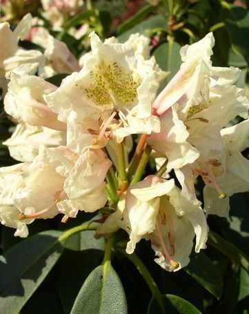 Alpenrose Goldworth Yellow - kaufen & pflegen