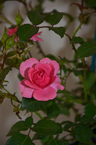bodendeckende, jetzt ca. 40 cm breite Rose Mirato