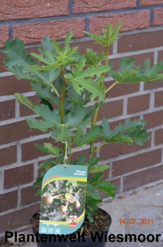 winterharte eßbare Feige, Ficus carica Ice Crystal 40 - 60 cm hoch im 3 Liter Pflanzcontainer - kaufen & pflegen