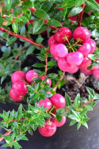 Immergrüne Torfmyrte Pernettya mucronata Coccinea !MIT BEEREN! - kaufen & pflegen