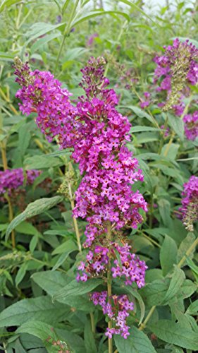 Zwerg-Schmetterlingsstrauch Buddleja Buzz Dark Pink - kaufen & pflegen