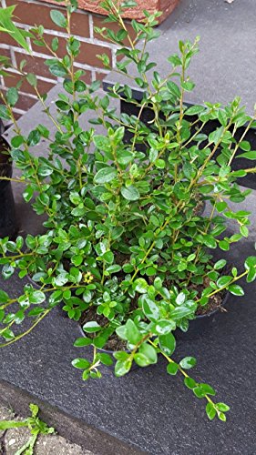 Kriechmispel Cotoneaster x suecicus Coral Beauty 20 - 30 cm mit Topfballen - kaufen & pflegen