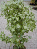 Amberbaum Liquidambar styraciflua - Plantenwelt Wiesmoor