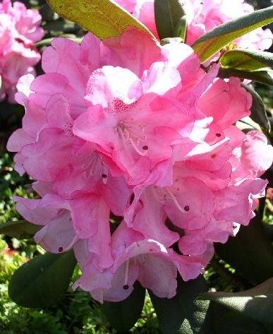 Yakushima Alpenrose Anuschka - kaufen & pflegen