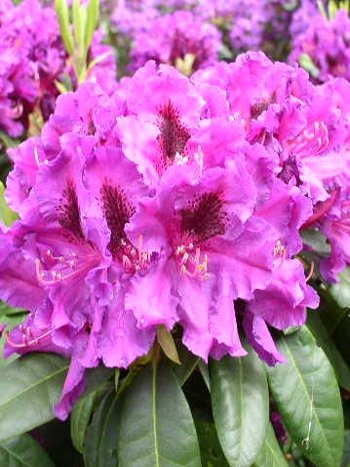 Alpenrose Azurro INKARHO - kaufen & pflegen