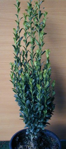 Säulen Ilex Fastigiata - kaufen & pflegen