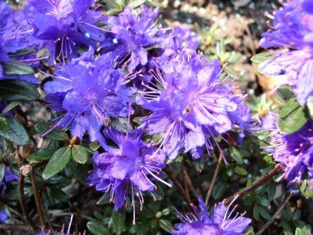 Alpenrose impeditum - kaufen & pflegen