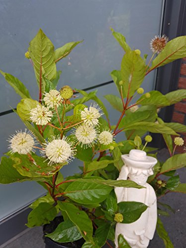 Knopfblume Cephalanthus occidentalis - kaufen & pflegen