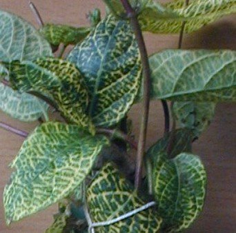 Geißblatt buntblättrig, Lonicera japonica Aureoreticulata