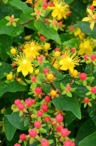 Johanniskraut Hypericum inodorum Magical Beauty® - kaufen & pflegen