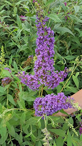 Zwerg-Schmetterlingsstrauch Buddleja Buzz Blue - kaufen & pflegen