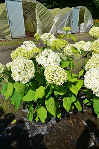 Ballhortensie Annabelle - kaufen & pflegen