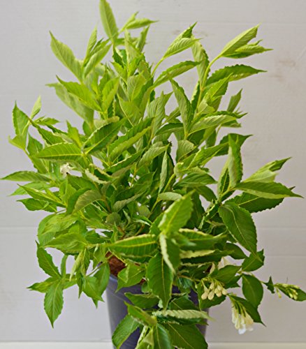 weißblühende Weigelie Weigela Snowflake - kaufen & pflegen