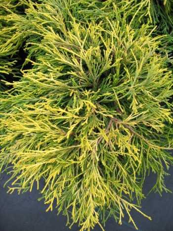 Goldhaarzypresse - kaufen & pflegen