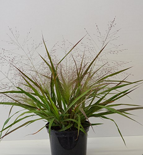 Purpur Liebesgras Eragrostis spectabilis im 2 Liter Pflanzcontainer - kaufen & pflegen