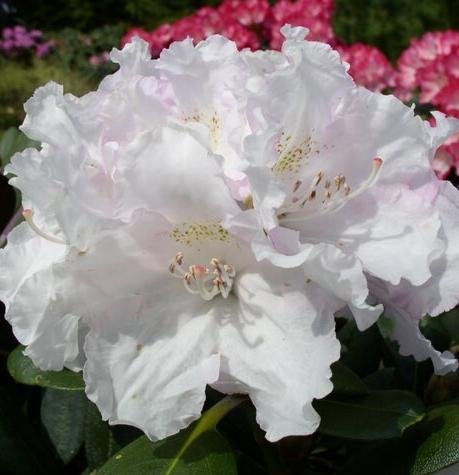 Yakushima Alpenrose Silberwolke - kaufen & pflegen