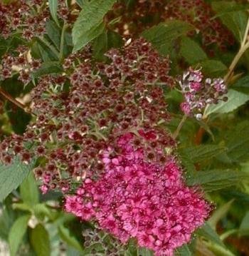 Zwerg Spiere Spiraea bumalda Anthony Waterer - kaufen & pflegen