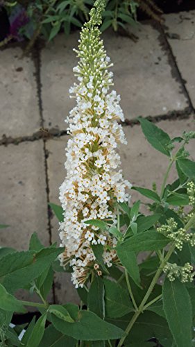 Zwerg-Schmetterlingsstrauch Buddleja Buzz Ivory - kaufen & pflegen