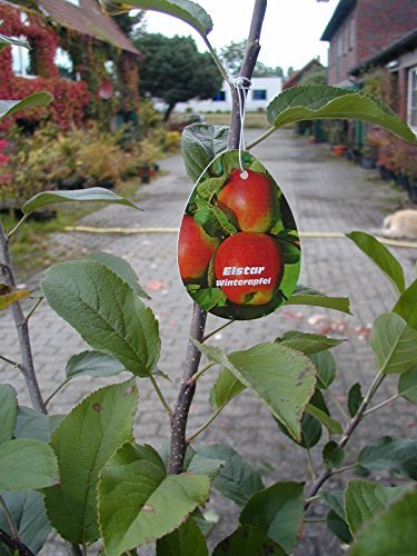 Elstar, Winterapfel Busch - kaufen & pflegen
