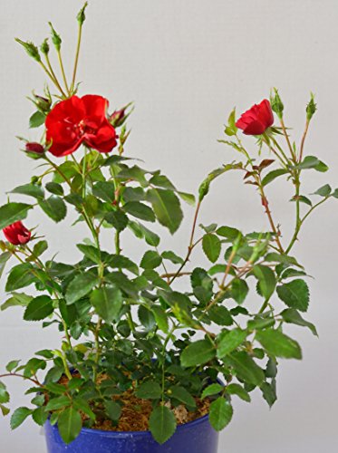 bodendeckende, jetzt ca. 40 cm breite Rose Austriana®