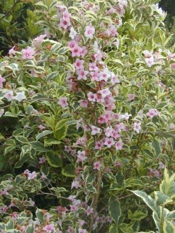 buntblättrige Weigelie Nana Variegata