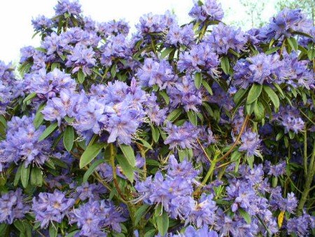 Zwerg Rhododendron russatum Gletschernacht - kaufen & pflegen