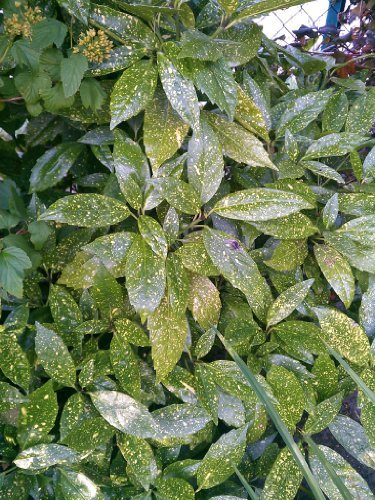Japanische Goldorange Aucuba japonica Variegata - kaufen & pflegen