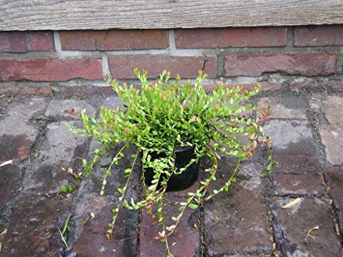 Großfruchtige Moosbeere - Cranberry - Vaccinium macrocarpon Red Star 20 - 30 cm im 1,5 Liter Pflanzcontainer - kaufen & pflegen