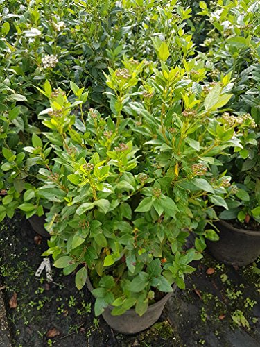 Mittelmeerschneeball, Viburnum tinus Eva Price Solitär - kaufen & pflegen