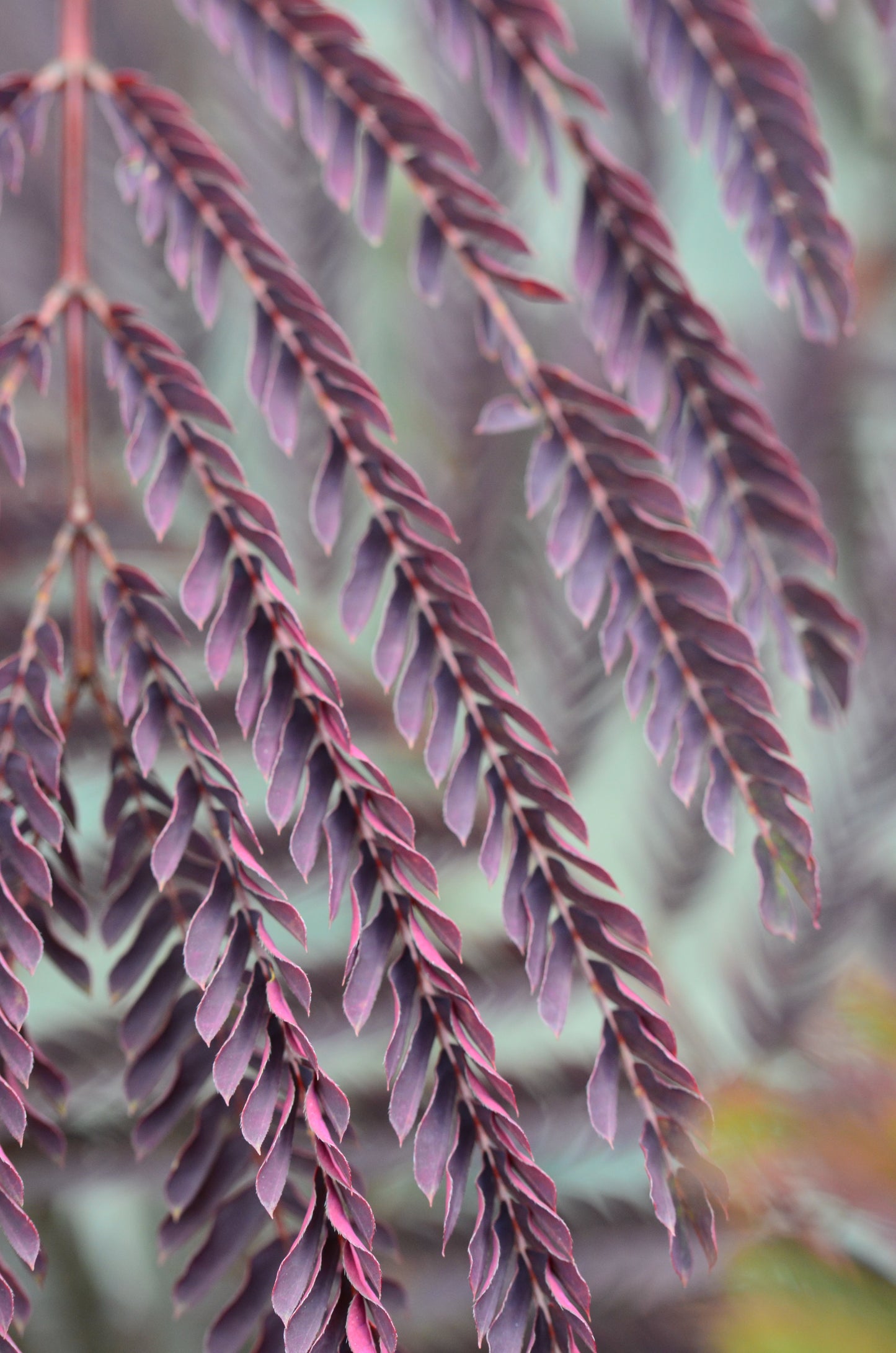 rotlaubiger Schlafbaum - Seidenbaum Albizia julibrissin Summer Chocolate® !RARITÄT! - kaufen & pflegen