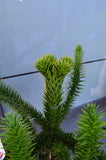 Chilenische Schmucktanne - Plantenwelt Wiesmoor