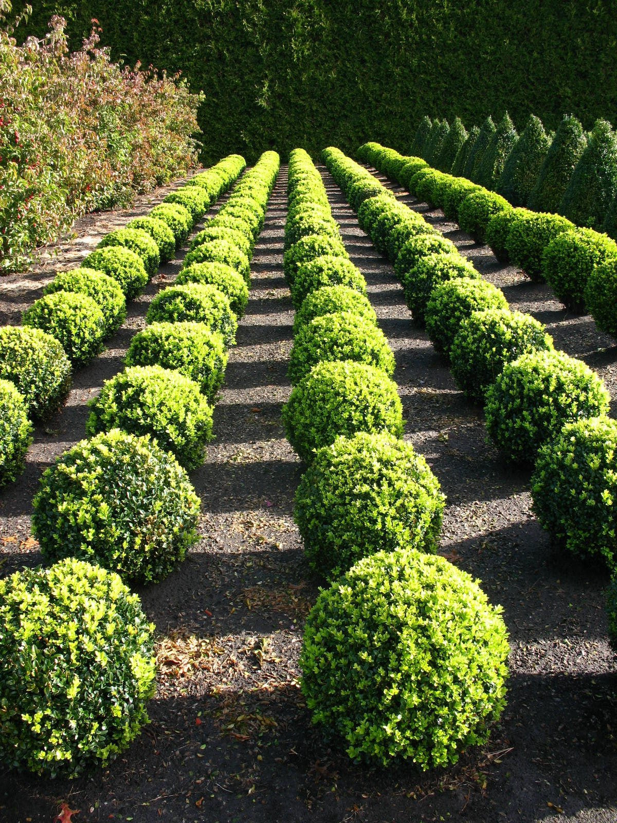 Buchsbaum Buxus sempervirens arborescens Kugel - kaufen & pflegen