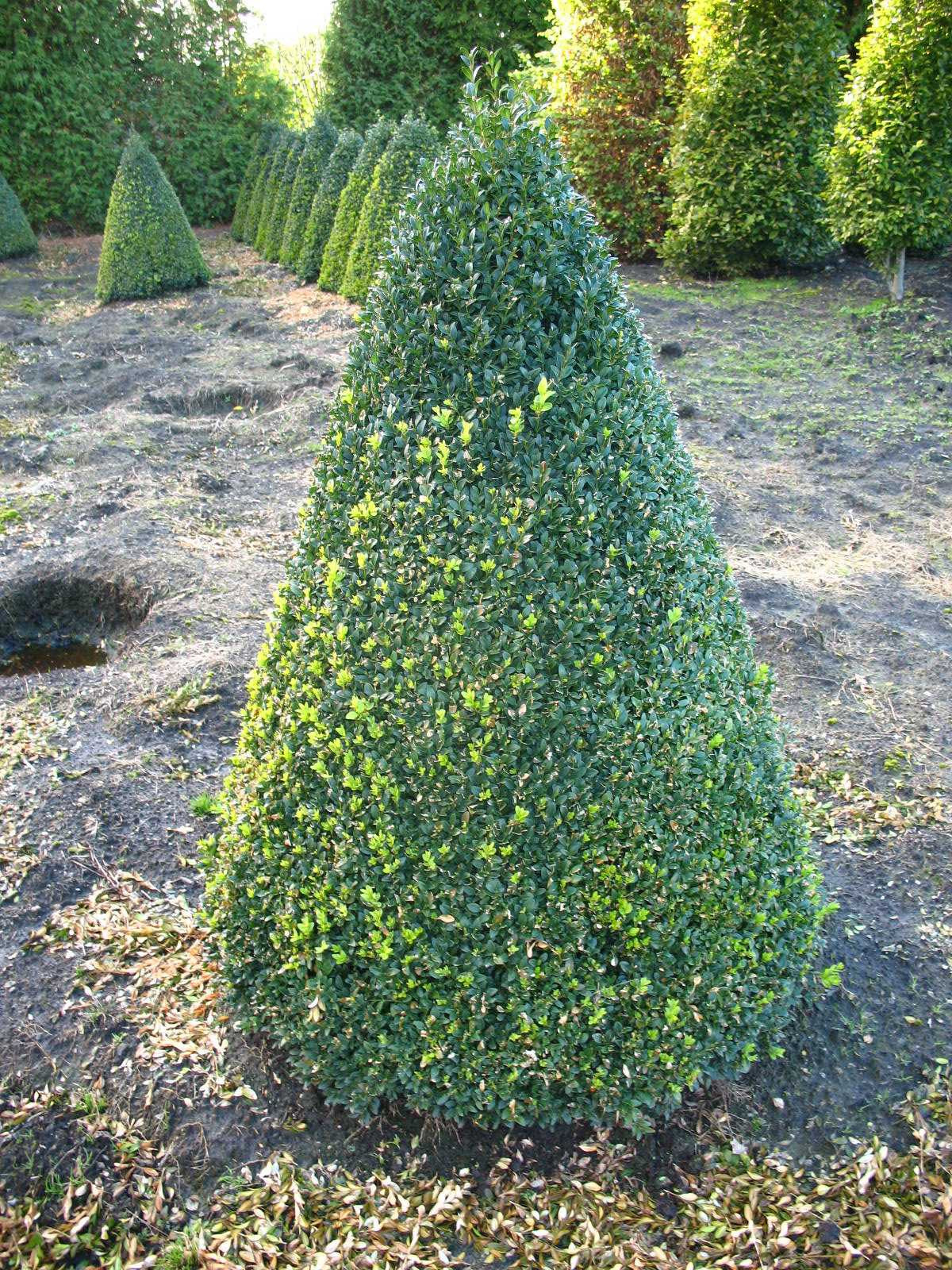Buchsbaum Kegel Buxus sempervirens arborescens - kaufen & pflegen