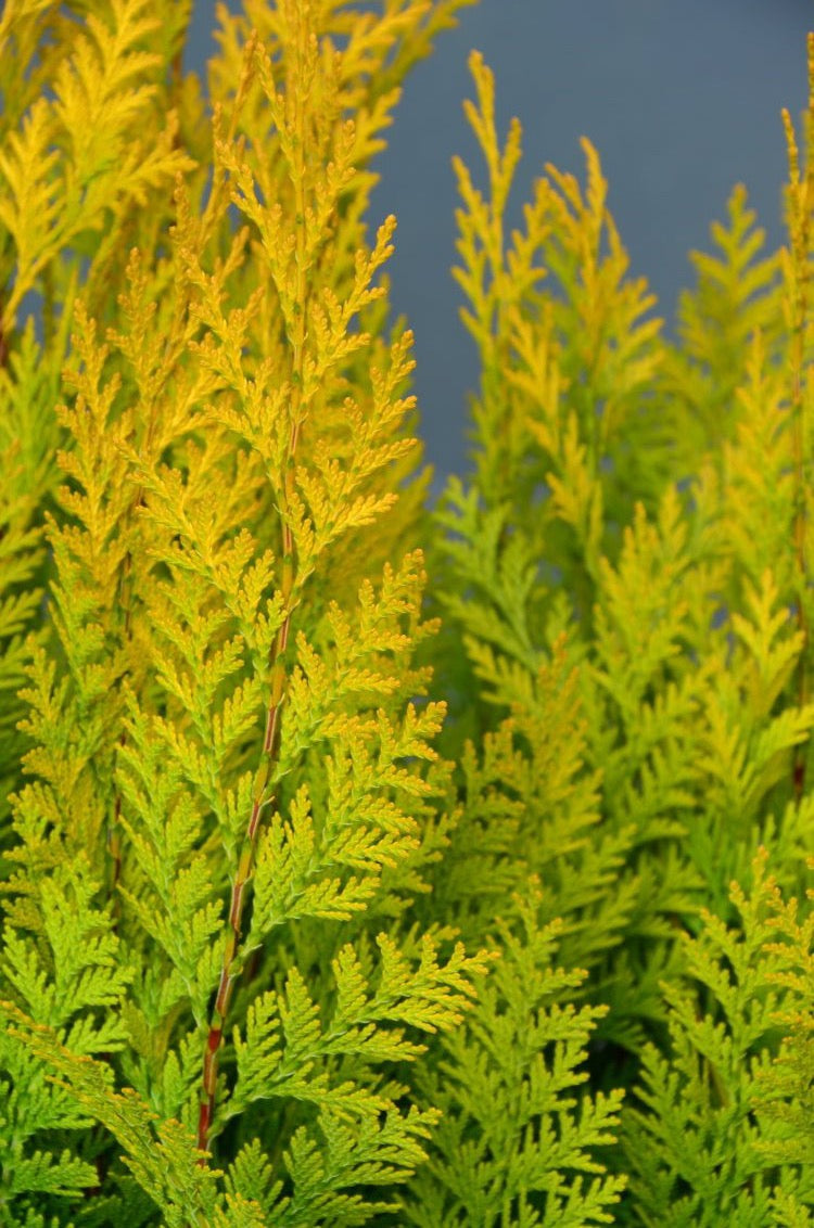 goldgelbe Scheinzypresse Chamaecyparis lawsoniana Stardust - kaufen & pflegen