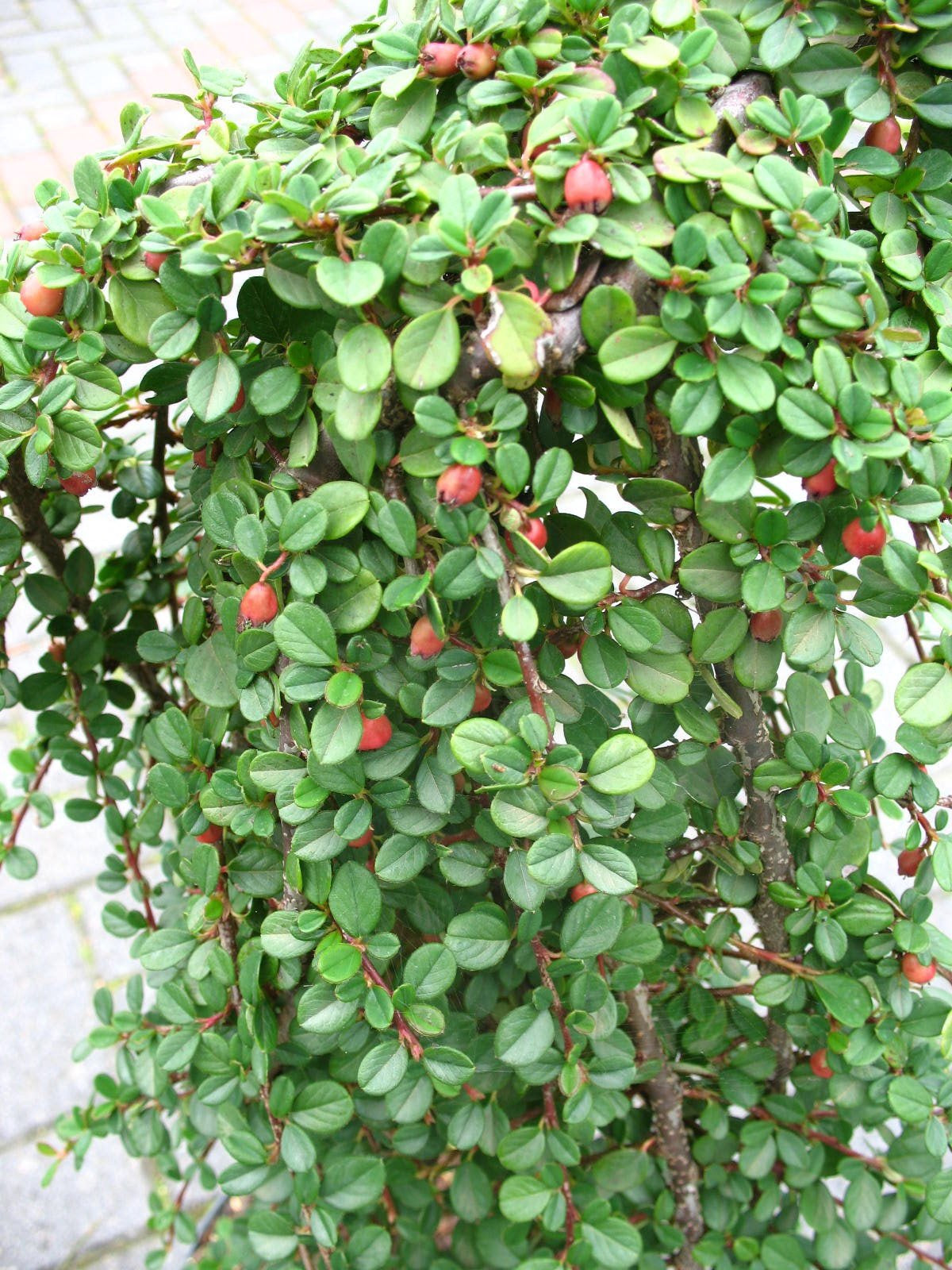 Zwergmispel Stämmchen Cotoneaster dammeri Queen of Carpet - kaufen & pflegen
