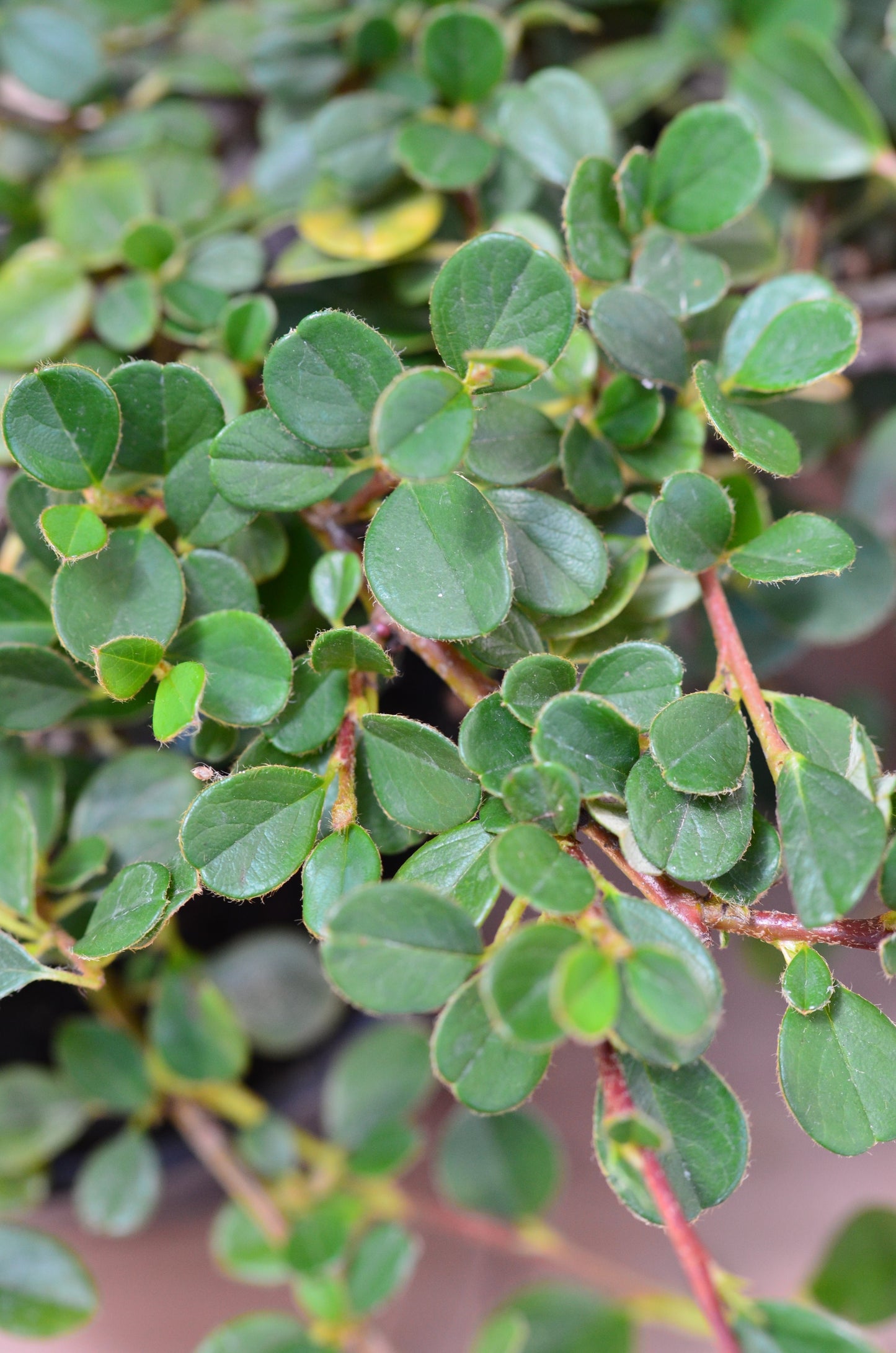 Zwergmispel Cotoneaster dammeri Streibs Findling - kaufen & pflegen