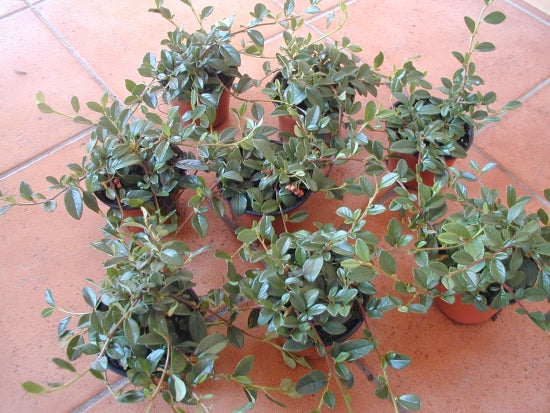 Teppichmispel Cotoneaster dammeri radicans - kaufen & pflegen