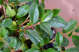 Teppichmispel Cotoneaster dammeri radicans - Plantenwelt Wiesmoor
