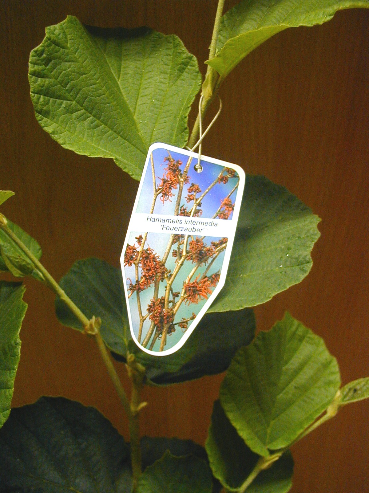 rot blühende Zaubernuss Hamamelis intermedia Feuerzauber - kaufen & pflegen