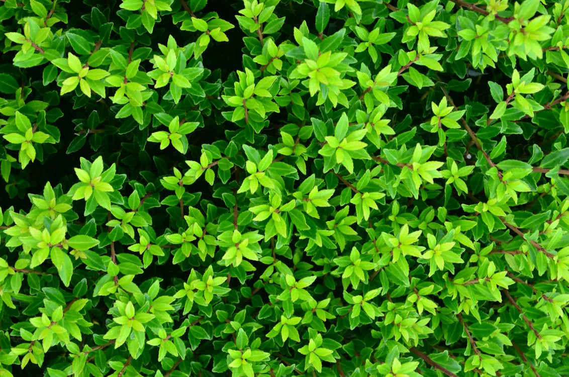 japanische Hülse Twiggy Kugel - kaufen & pflegen