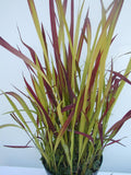 Japanisches Blutgras Red Baron - Plantenwelt Wiesmoor