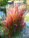 Japanisches Blutgras Red Baron - Plantenwelt Wiesmoor