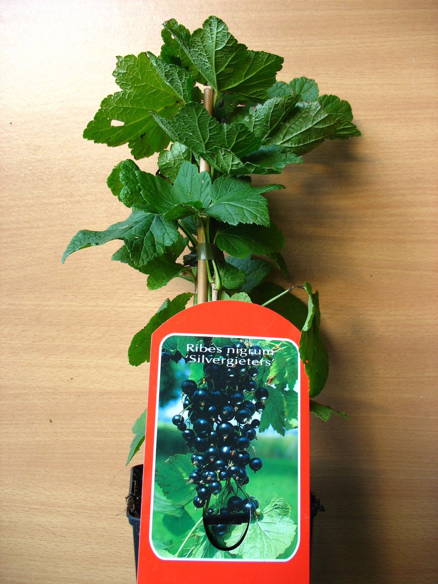 Schwarze Johannisbeere Silvergitters Schwarze Busch - kaufen & pflegen