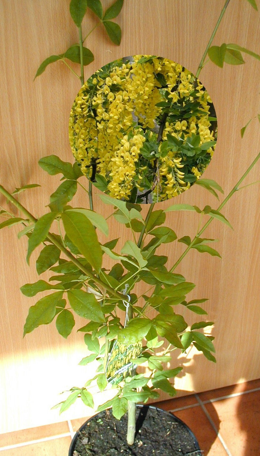 Goldregen Laburnum watereri Vossii - kaufen & pflegen