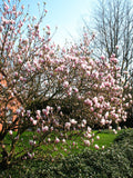 rosa weiß blühende Tulpenmagnolie Magnolia soulangiana
