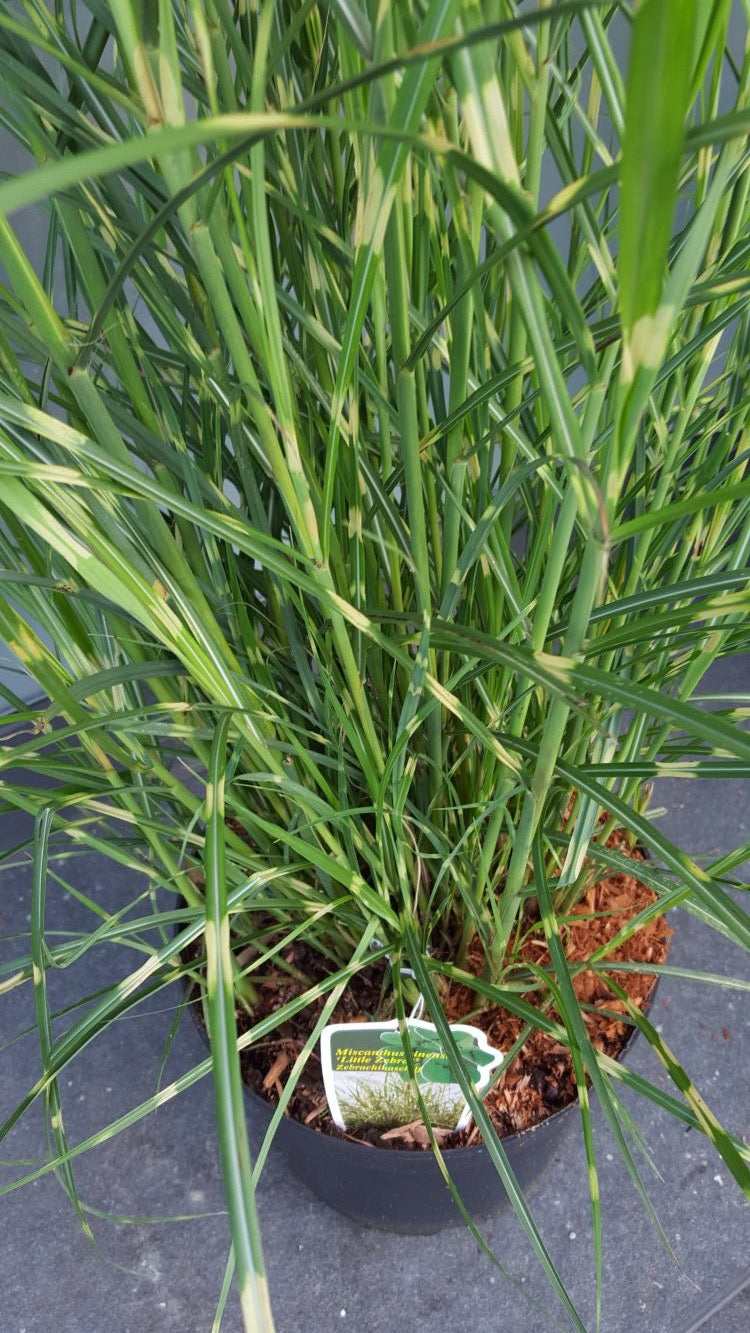 NEUHEIT Zwerg - Zebragras Miscanthus sinensis Little Zebra® - kaufen & pflegen