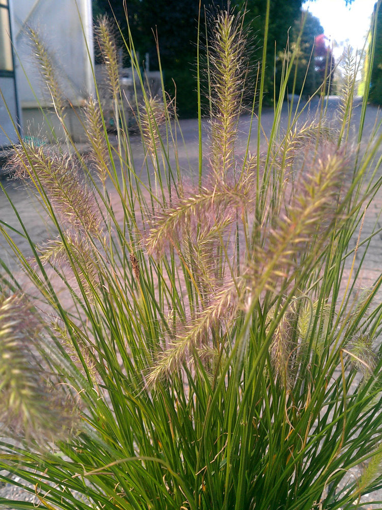 Lamperputzergras Pennisetum alopecuroides Hameln - kaufen & pflegen