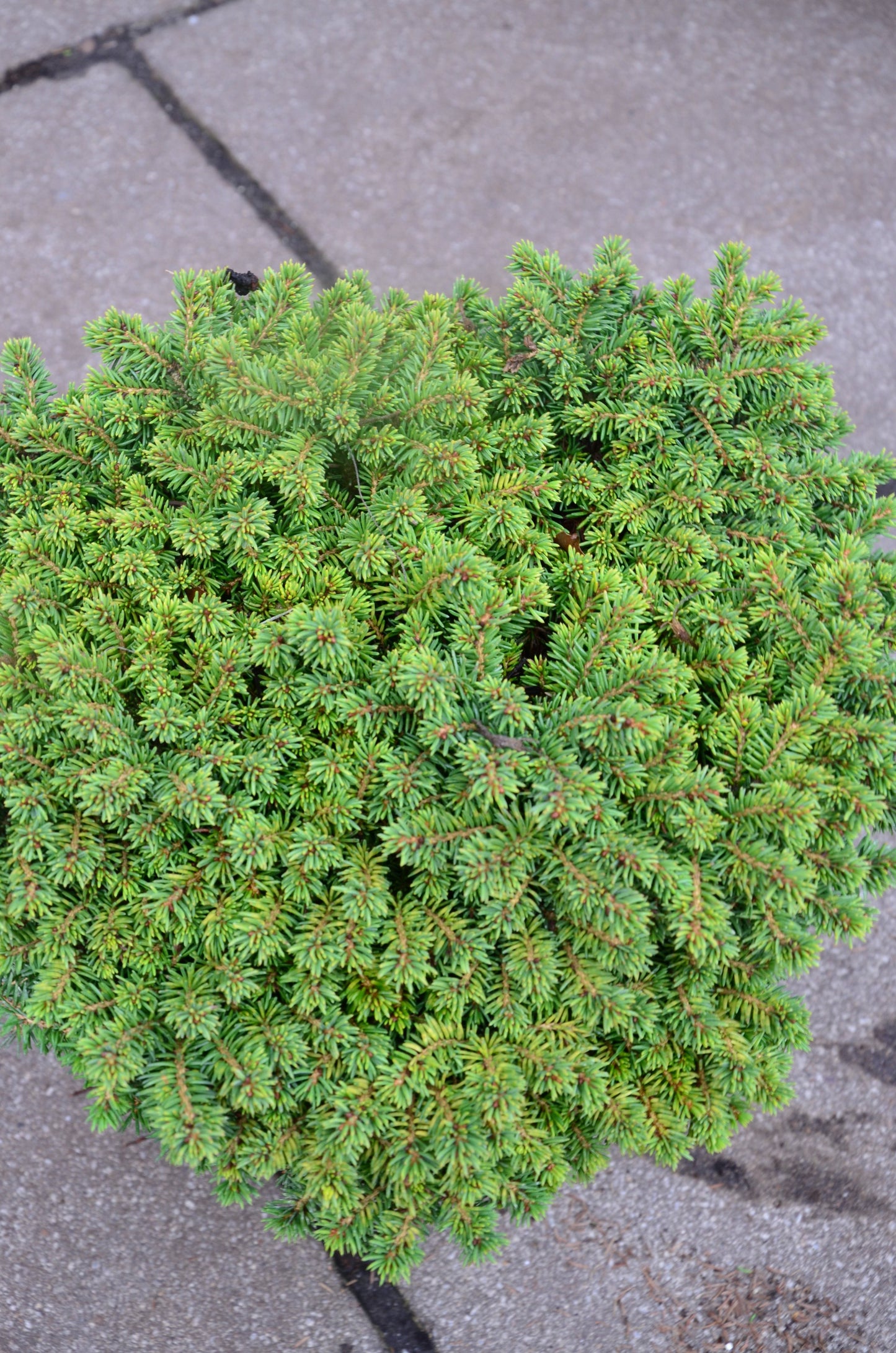 grüne Igelfichte Picea abies Echiniformis - kaufen & pflegen