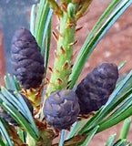 japanische Mädchenkiefer - Plantenwelt Wiesmoor